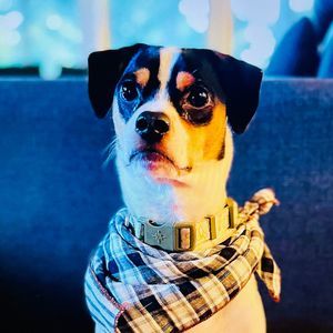 Meet your Posher, Rudy